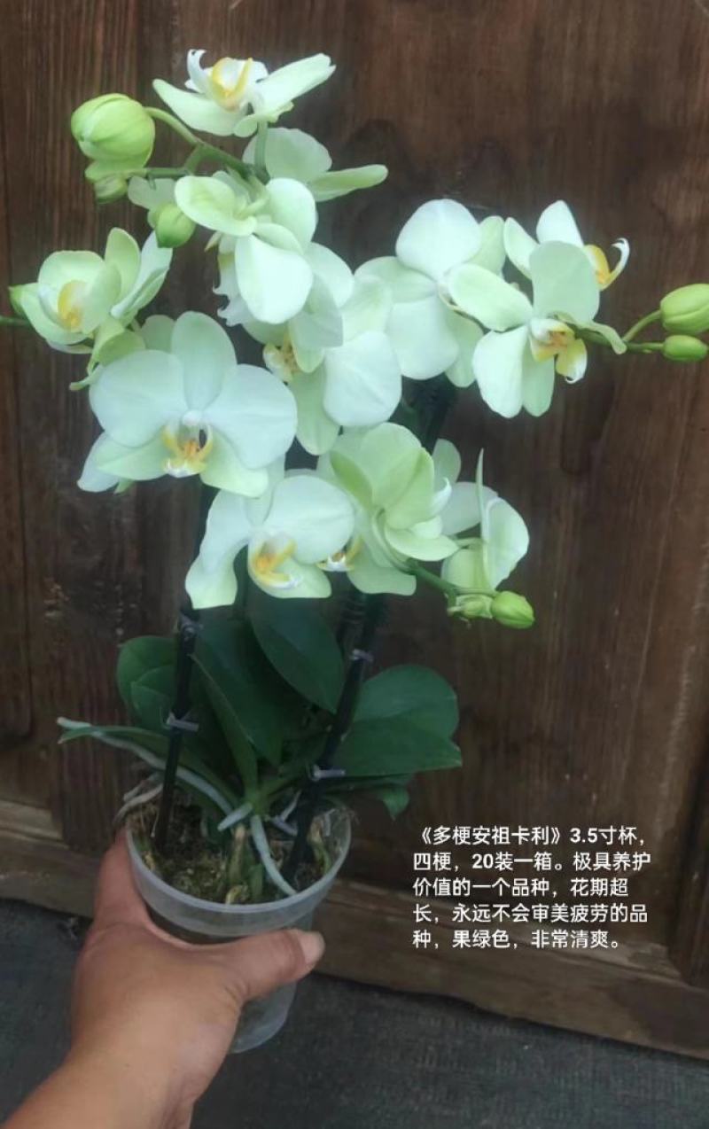 蝴蝶兰安祖卡利3.5寸杯四梗20装一箱极具养护价值花期长