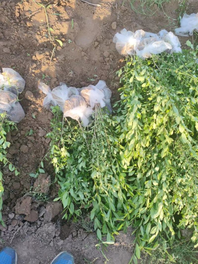 出售大田定植绿水腊苗，丛生金叶水腊，产地直供，