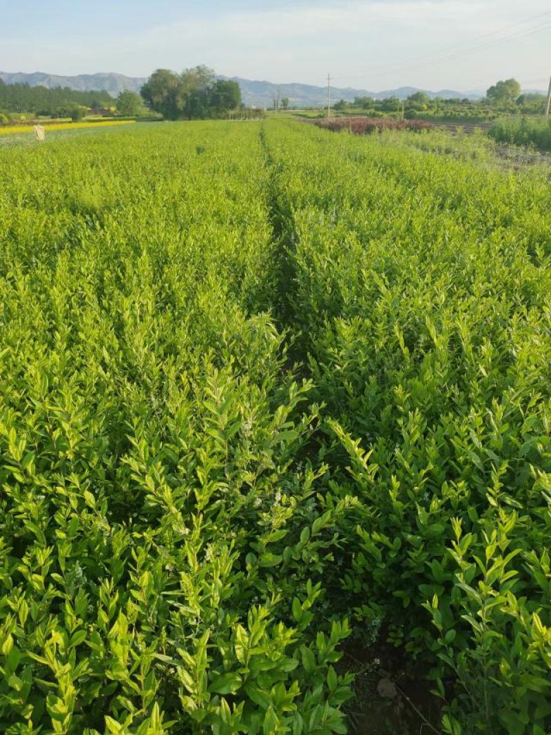出售大田定植绿水腊苗，丛生金叶水腊，产地直供，