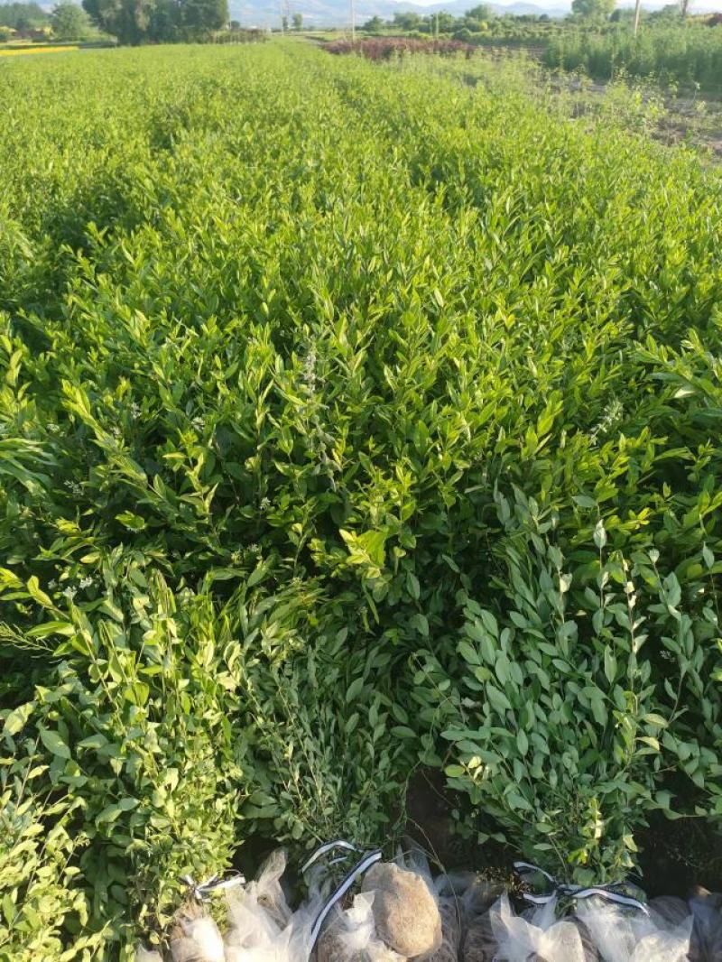 出售大田定植绿水腊苗，丛生金叶水腊，产地直供，