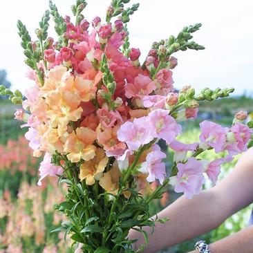 金鱼草种子花种子狮子花草四季阳台盆栽景观绿化花海种子草花