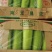 瓠瓜、夜开花