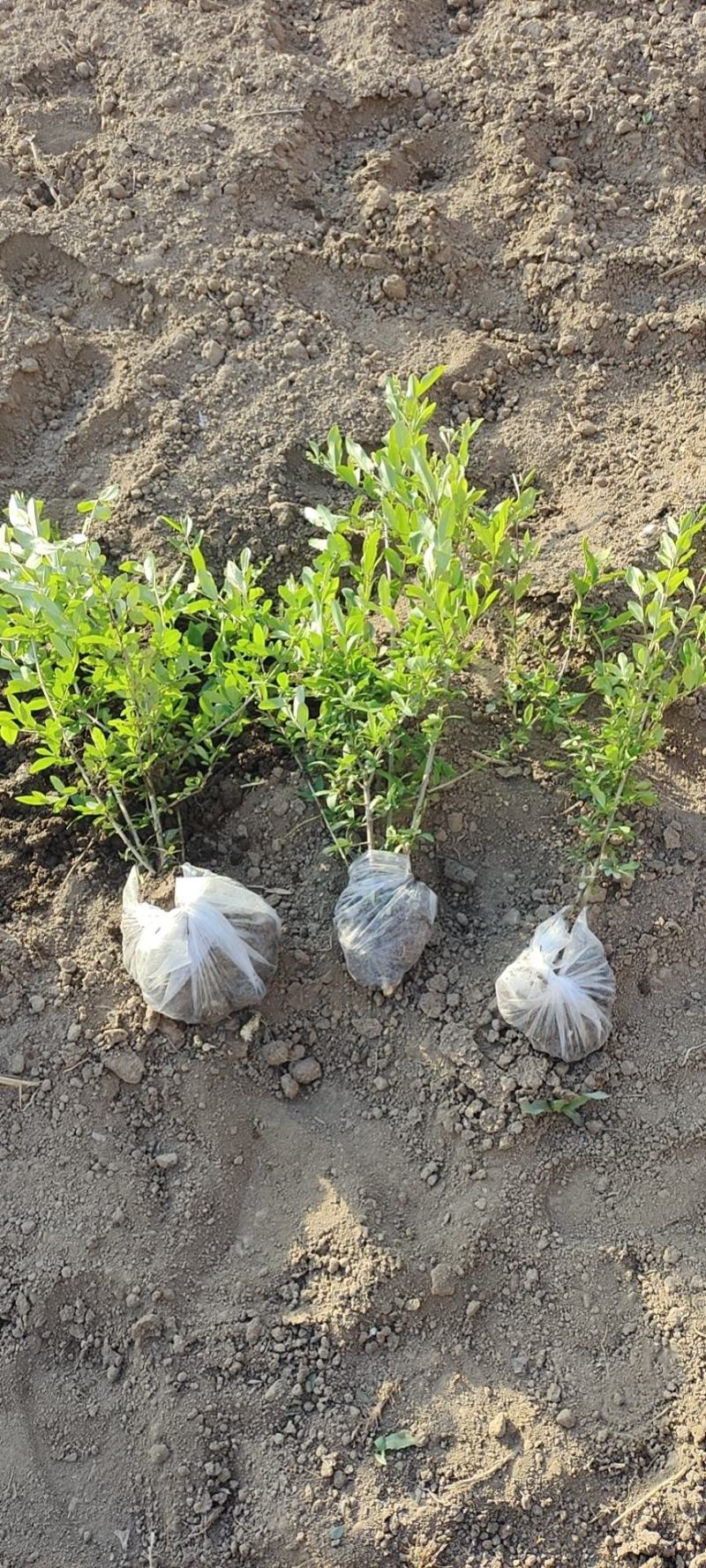 出售大田定植绿水腊苗，丛生金叶水腊，产地直供，