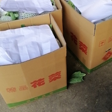 湖北产地菜花上市，发货全国，诚信为您代收，欢迎采购咨询