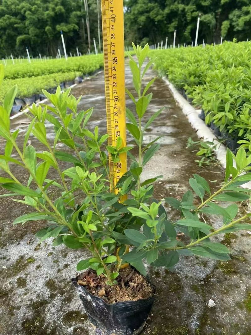 毛杜鹃