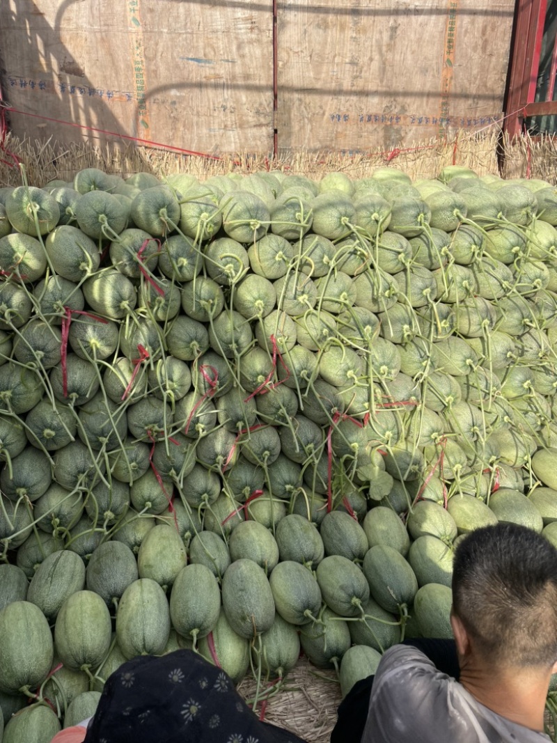 精品海南哈密瓜大量上市产地直销质量上乘全国发货