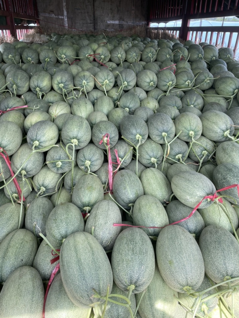 精品海南哈密瓜大量上市产地直销质量上乘全国发货