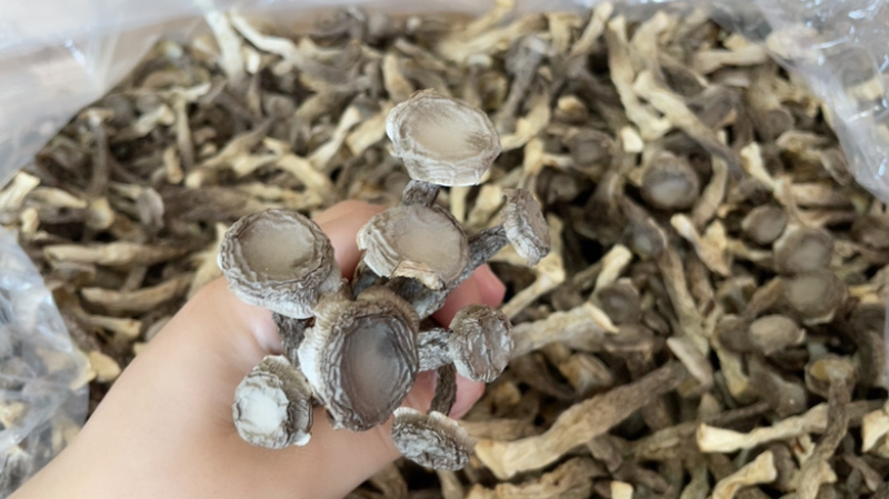 鹿茸菇精品