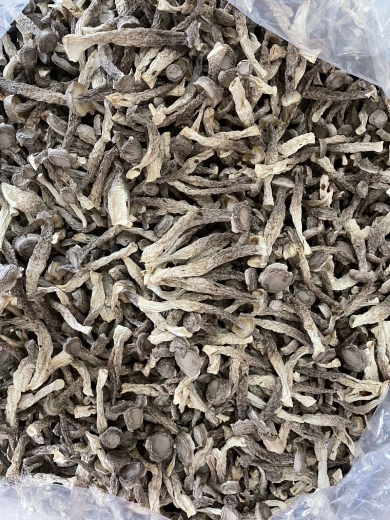鹿茸菇精品