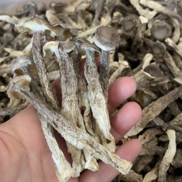 鹿茸菇精品