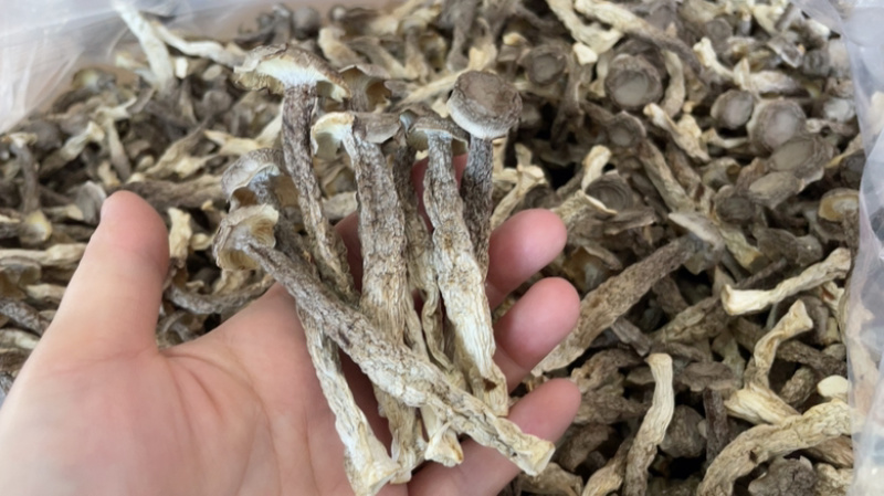 鹿茸菇精品