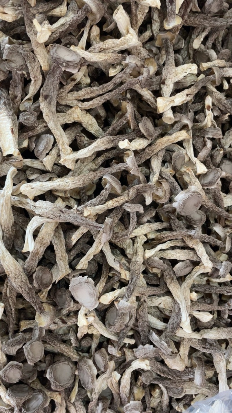 鹿茸菇精品