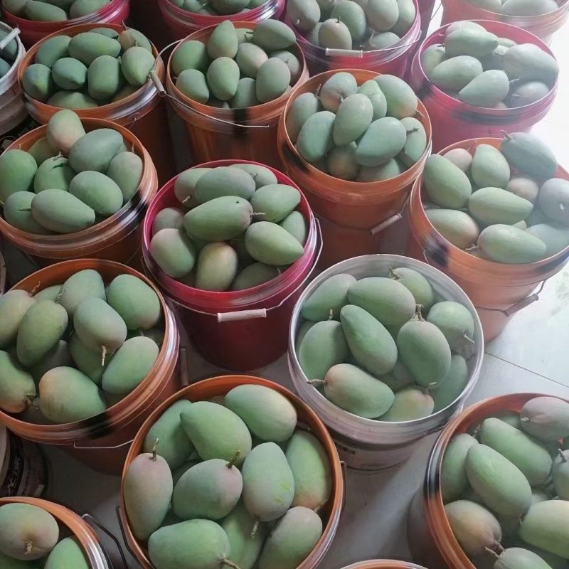 各种芒果。特惠包邮