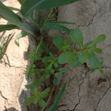 野菜马齿苋