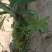野菜马齿苋