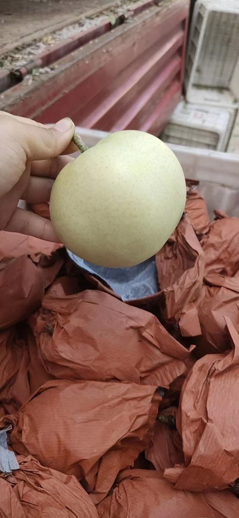 冠县黄金梨。丰水梨。产地直发。全国发货。质量杠杠滴。
