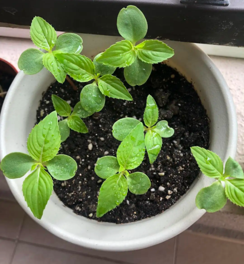 香水薄荷种子柠檬薄荷猫薄荷种子留兰香薄荷种子驱蚊食用