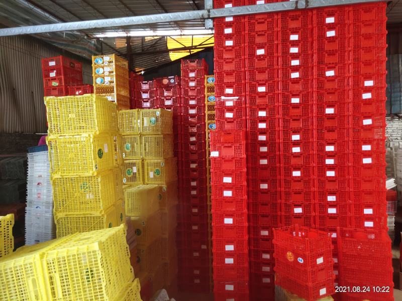 二手进口果蔬包装筐带盖缕空塑料筐草莓筐周转筐