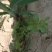 野菜马齿苋