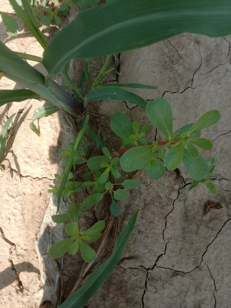 野菜马齿苋