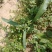 野菜马齿苋