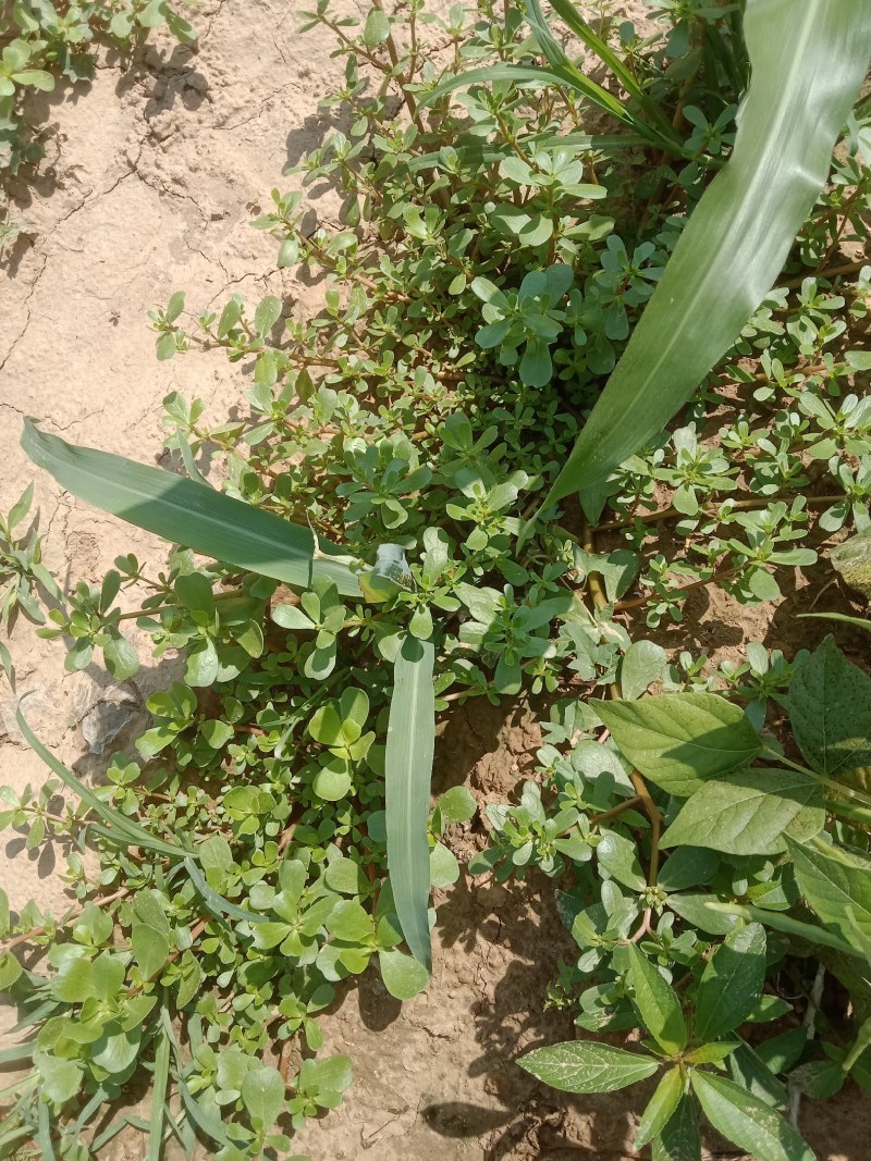 野菜马齿苋