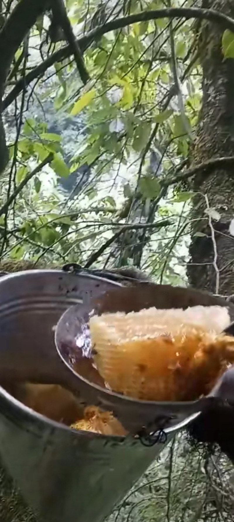 云南高山原生态蜂蜜。