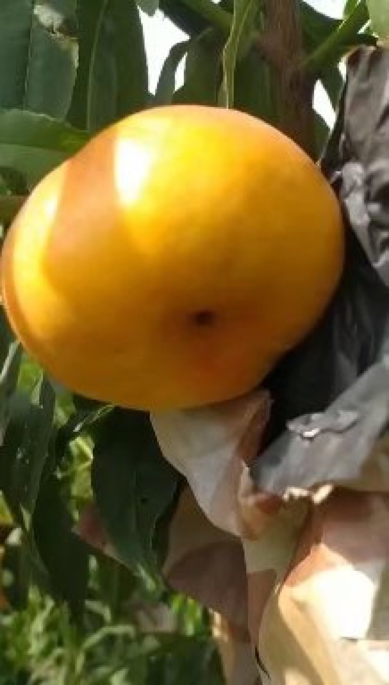 油盘7纸袋蟠桃油盘