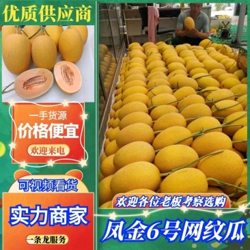 精品凤金6号网纹瓜，规格齐全，产地直发，山东哈密瓜