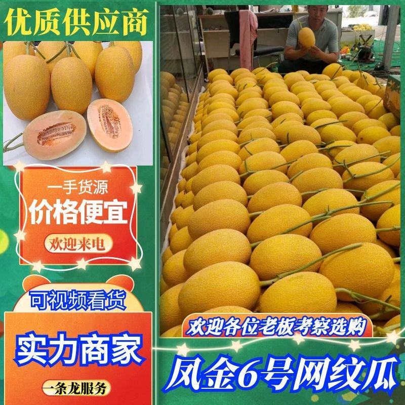 精品凤金6号网纹瓜，规格齐全，产地直发，山东哈密瓜