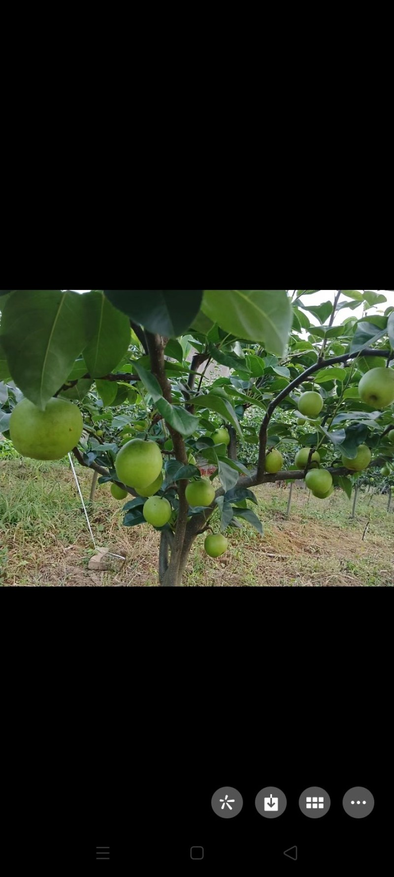 苍溪脆冠梨