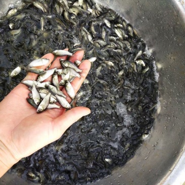 3～5公分的中科五号鲫鱼苗出售