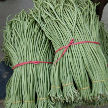 热卖中】山东长豆角大量收购中产地代办果蔬诚信经营期待合作
