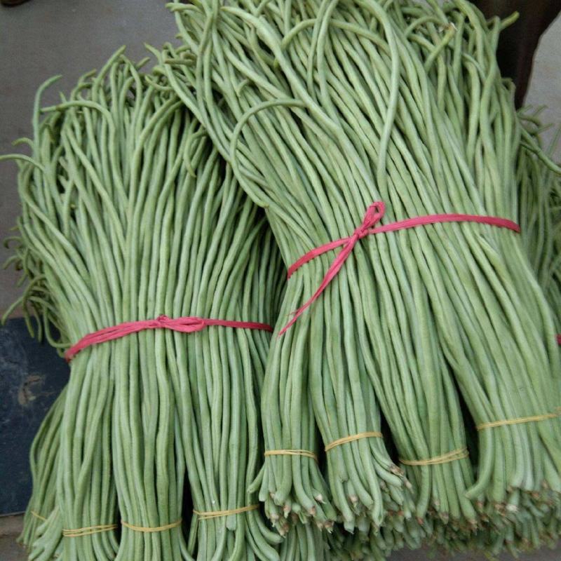 热卖中】山东长豆角大量收购中产地代办果蔬诚信经营期待合作