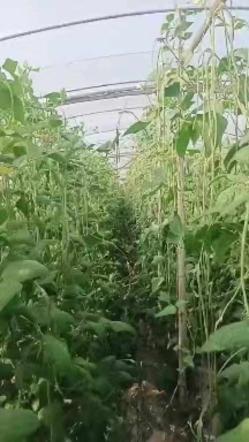 热卖中】山东长豆角大量收购中产地代办果蔬诚信经营期待合作