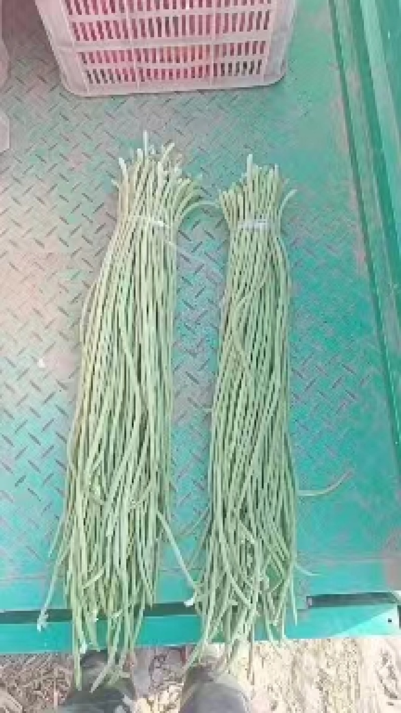 热卖中】山东长豆角大量收购中产地代办果蔬诚信经营期待合作