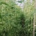 热卖中】山东长豆角大量收购中产地代办果蔬诚信经营期待合作