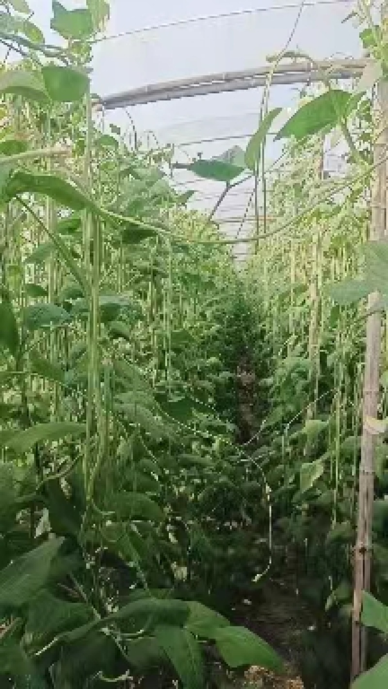 热卖中】山东长豆角大量收购中产地代办果蔬诚信经营期待合作
