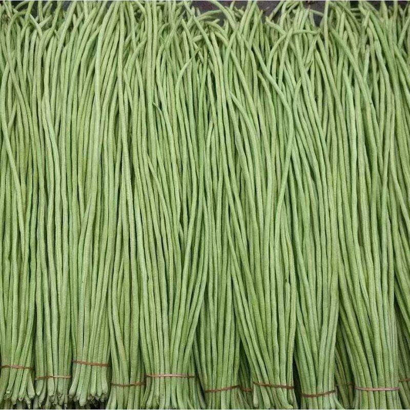 热卖中】山东长豆角大量收购中产地代办果蔬诚信经营期待合作