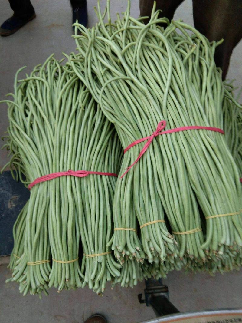 热卖中】山东长豆角大量收购中产地代办果蔬诚信经营期待合作
