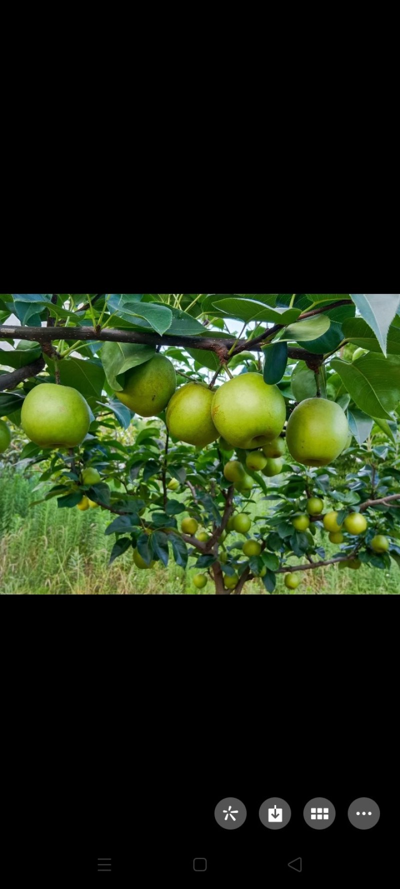 苍溪脆冠梨