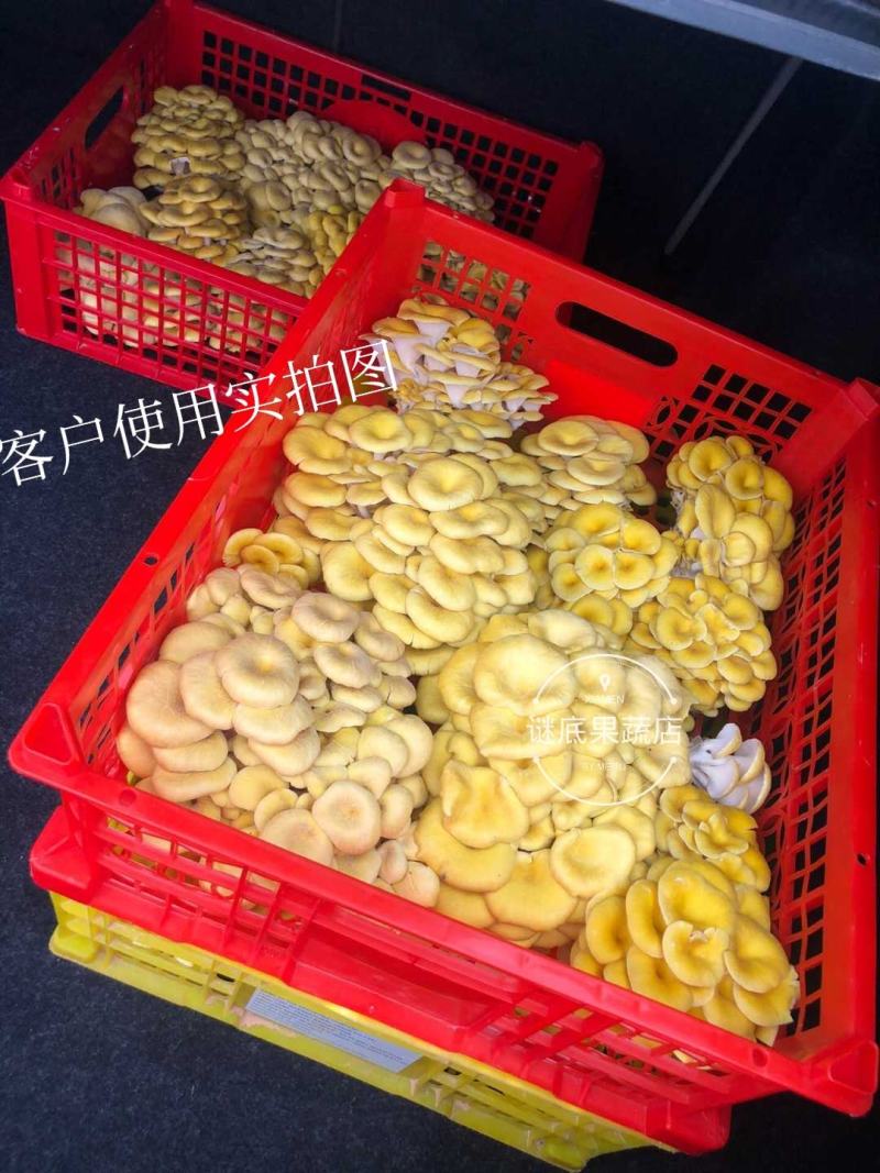 二手水果蔬菜包装塑料胶框果筐进口周转筐缕空带盖塑料篮