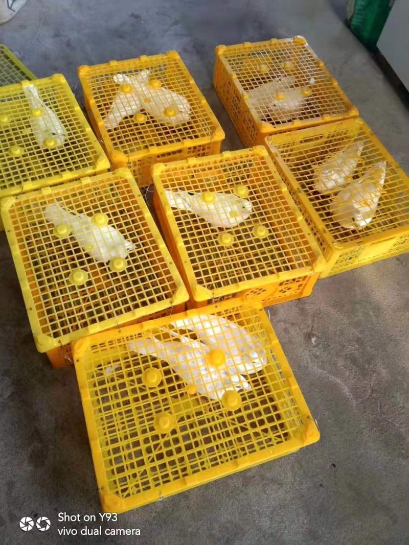 二手水果蔬菜包装塑料胶框果筐进口周转筐缕空带盖塑料篮