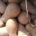 湖北嘉鱼早熟南瓜、蜜本南瓜，大量上市中！