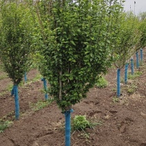 出售美植袋木槿，4-6公分，树型优美，产地直供。