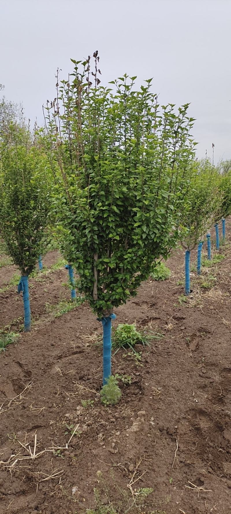 出售美植袋木槿，4-6公分，树型优美，产地直供。