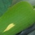 白冬瓜