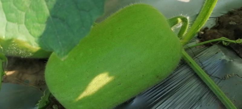 白冬瓜