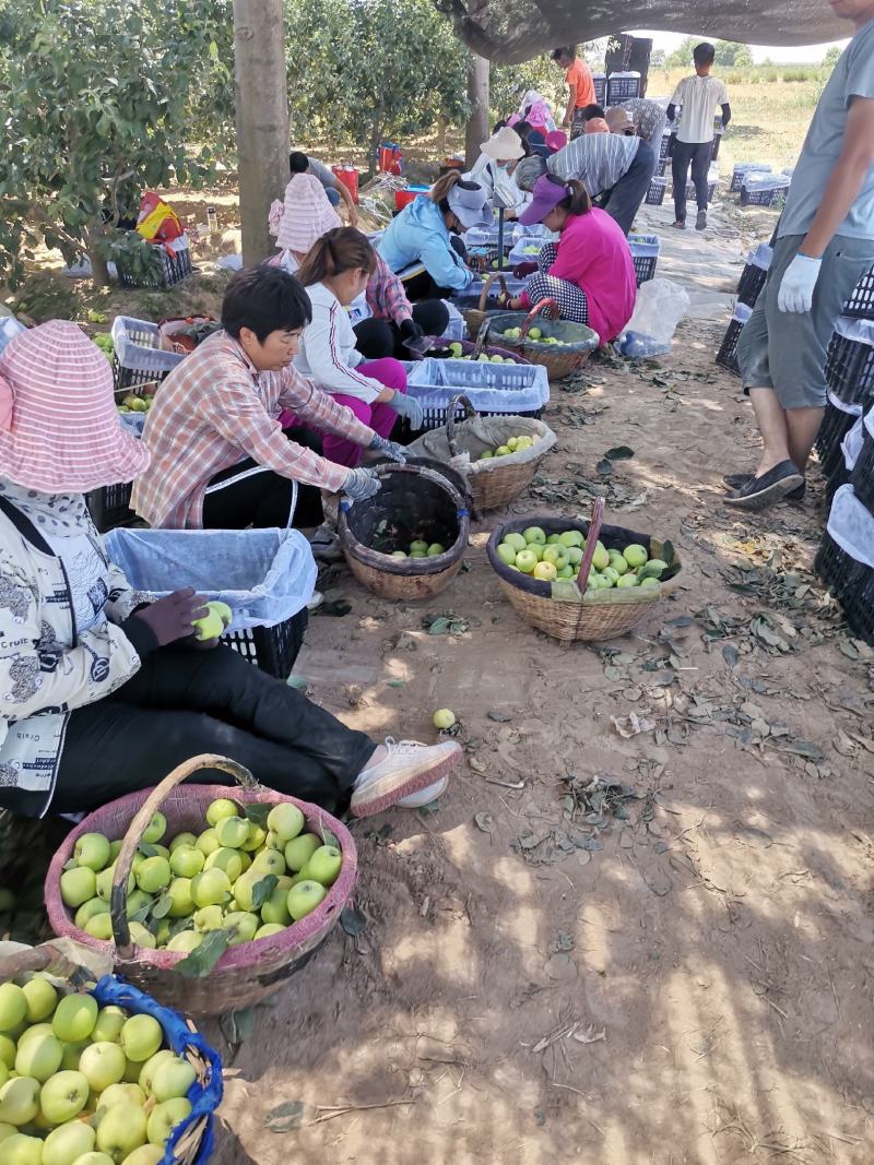 青苹果藤木苹果脆甜多汁产地现摘现发价格优惠支持视频看货