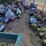 青苹果藤木苹果脆甜多汁产地现摘现发价格优惠支持视频看货